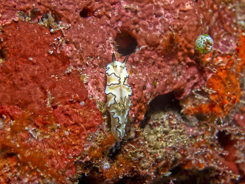 Nudibranch, Batee Tokong